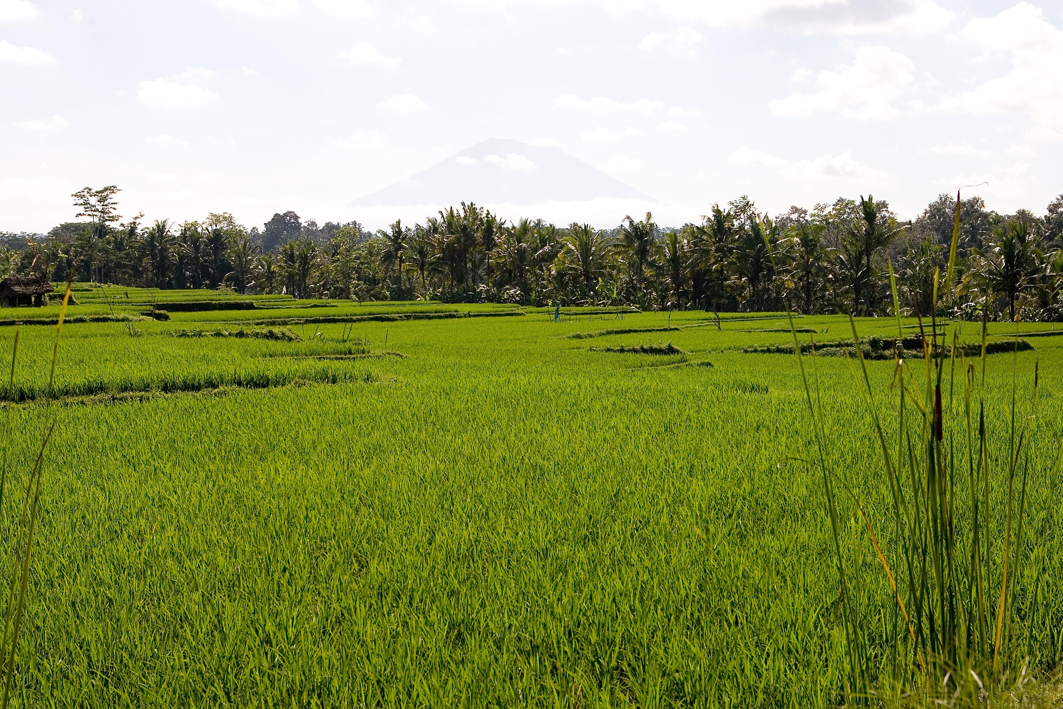 Viceroy Bali Hotel Ubud Kültér fotó